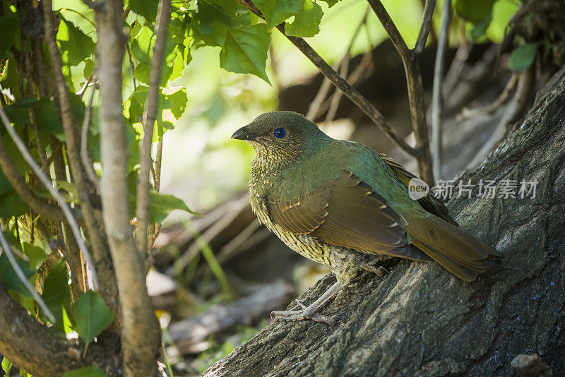 缎纹园丁鸟(Ptilonorhynchus violaceus)